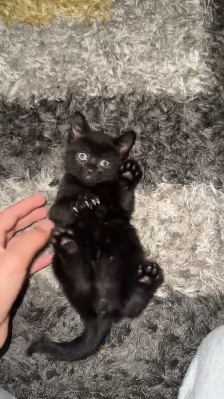 British Shorthair cats for sale: Adorable black half tabby half shorthair  - Video 2