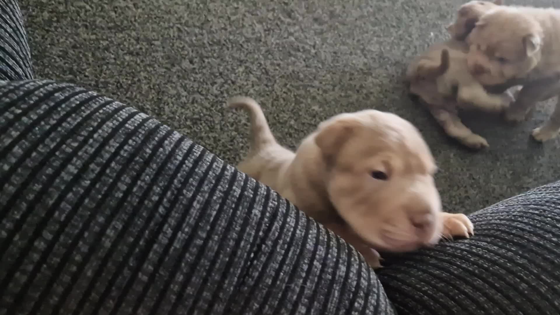 Shar Pei dogs for sale: Male Shar peis - Video 1