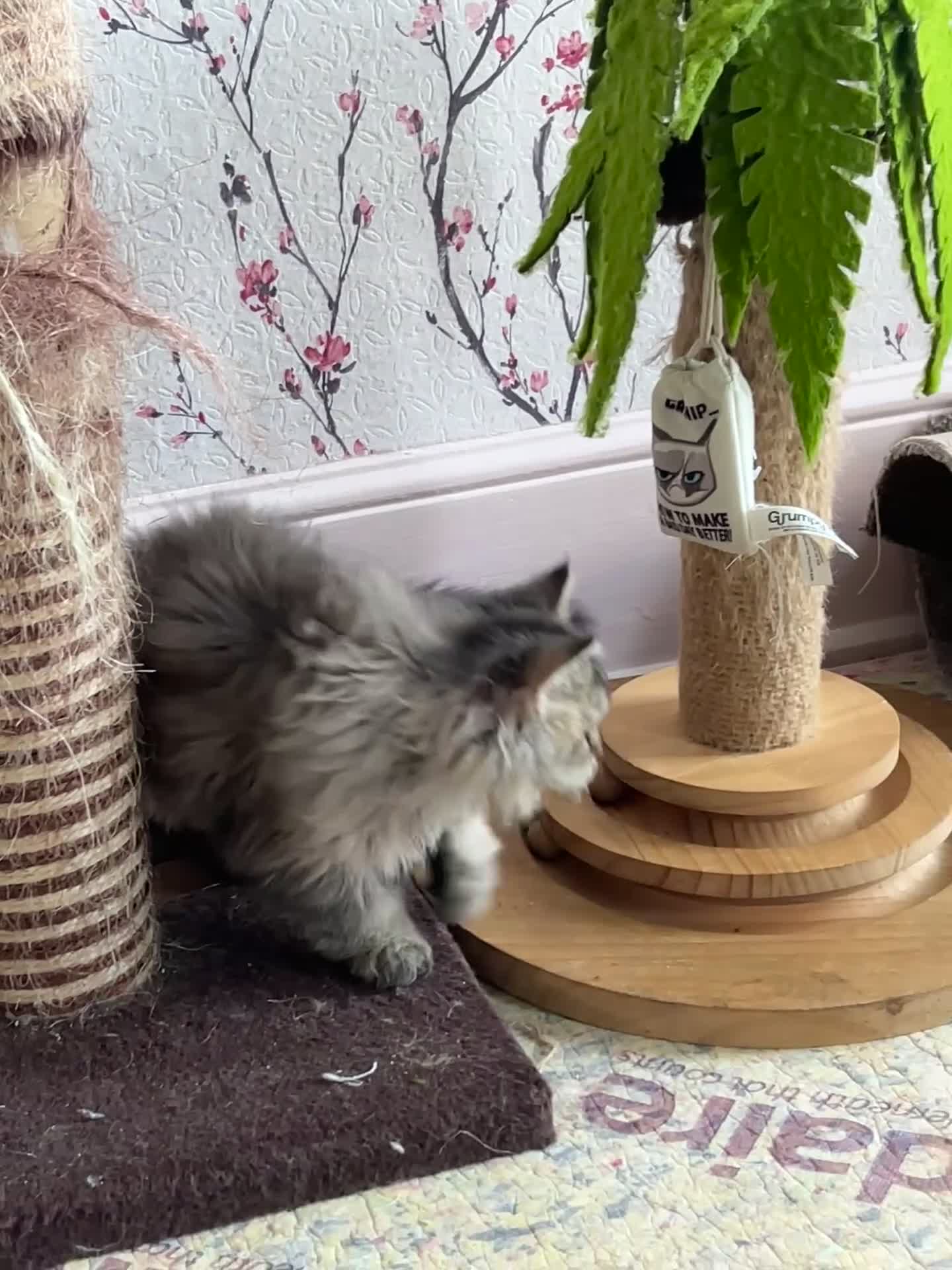 Selkirk Rex cats for sale: Gorgeous pure breed Selkirk rex kittens 😻 - Video 1