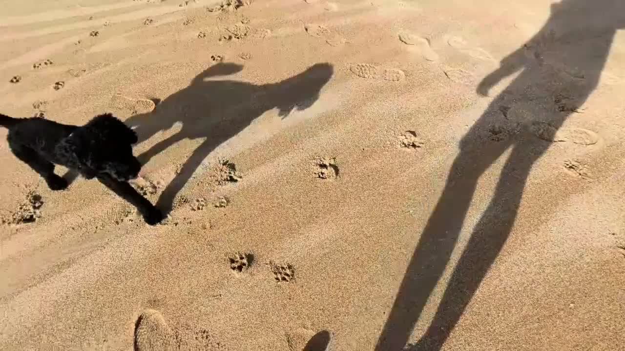 Cockapoo dogs for sale: Ted – Looking for His Forever Home - Video 1
