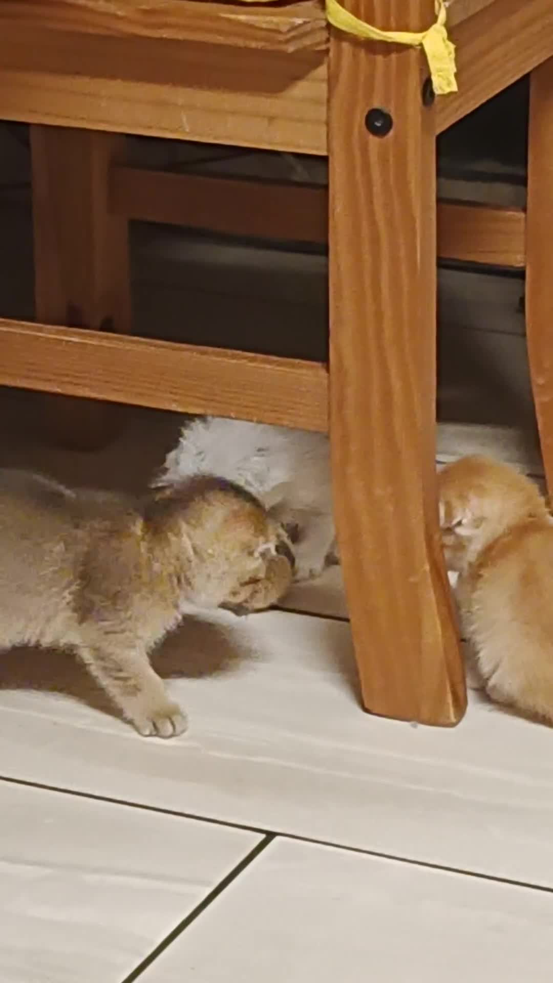 Scottish Fold cats for sale: Scottish Fold Kittens ( Delivery available) - Video 2