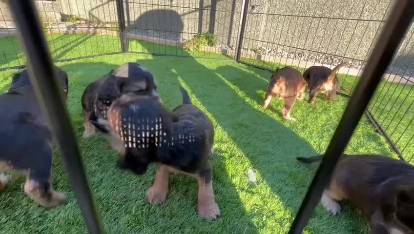 Cocker Spaniel dogs for sale: ⭐️ 1 Girl Ready for new home ⭐️ - Video 1
