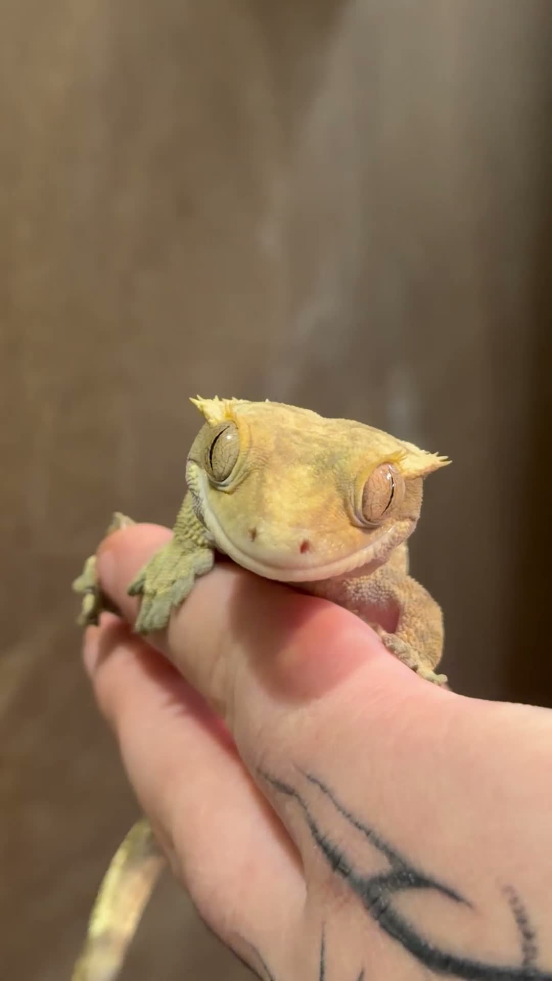 Gecko reptiles for sale: Female Harlequin Crested Gecko – Proven Breeder 🦎 - Video 1