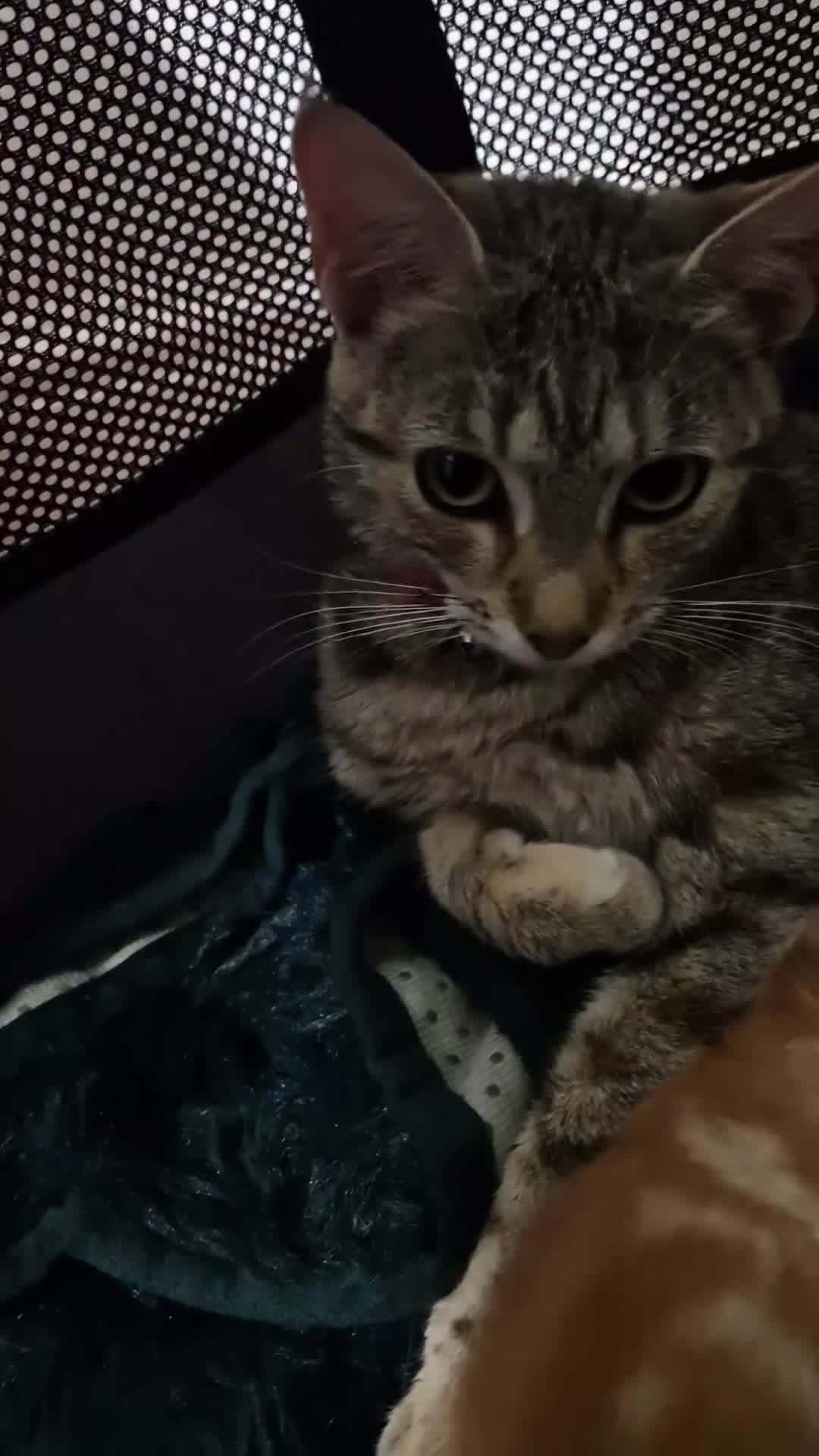 Bengal cats for sale: Siberian/bengal cross kittens - Video 1
