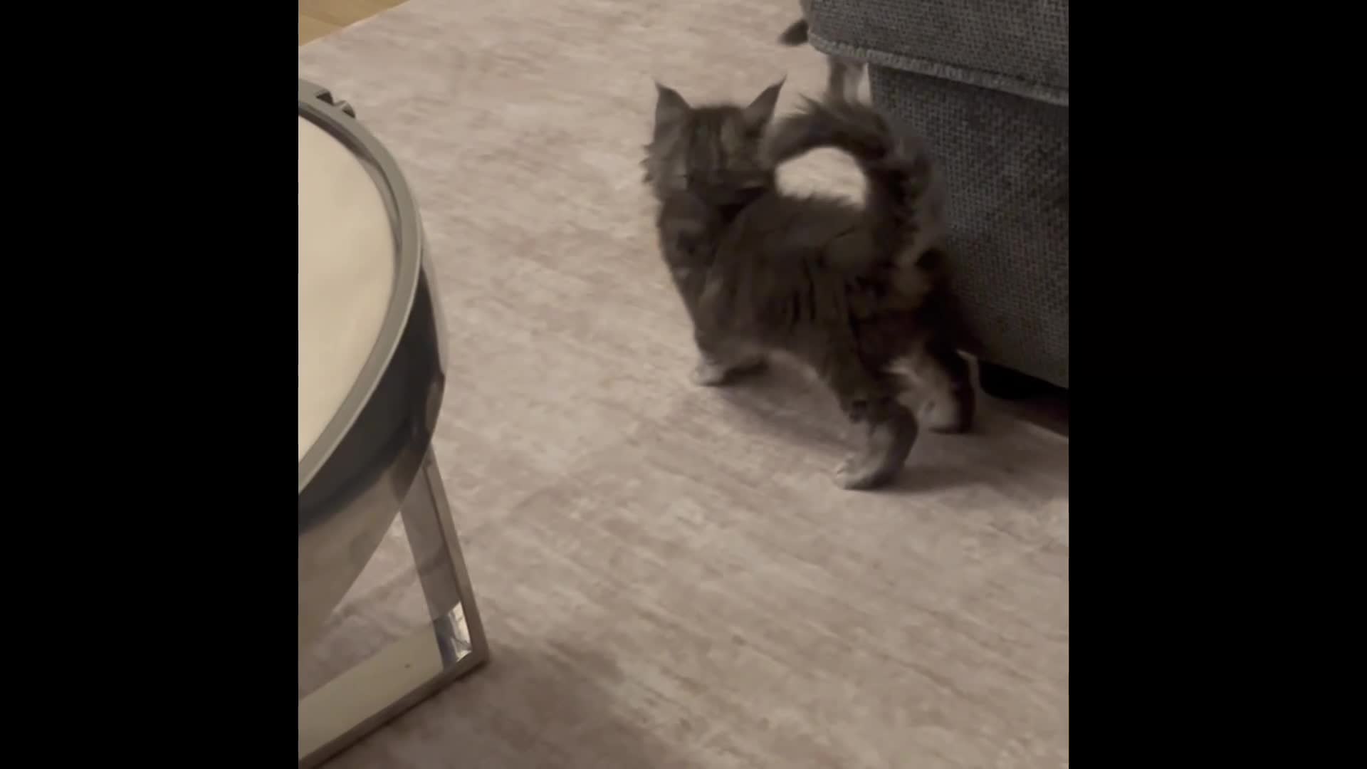 Maine Coon cats for sale: Maine coon kittens GCCF registered - Video 2