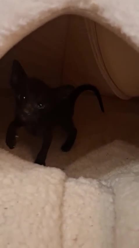 Oriental cats for sale: Stunning oriental kittens  - Video 1