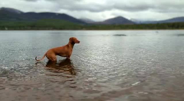 Hungarian Vizsla dogs for stud: PROVEN - REDBACK CHIEF UNDER GELTWOOD in Carlisle - Video 1