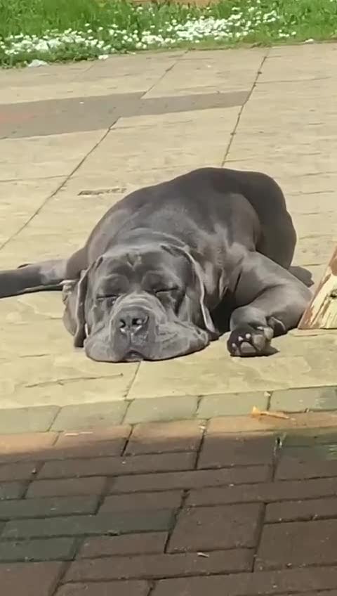 Cane Corso dogs for sale: Meet zues - Video 1