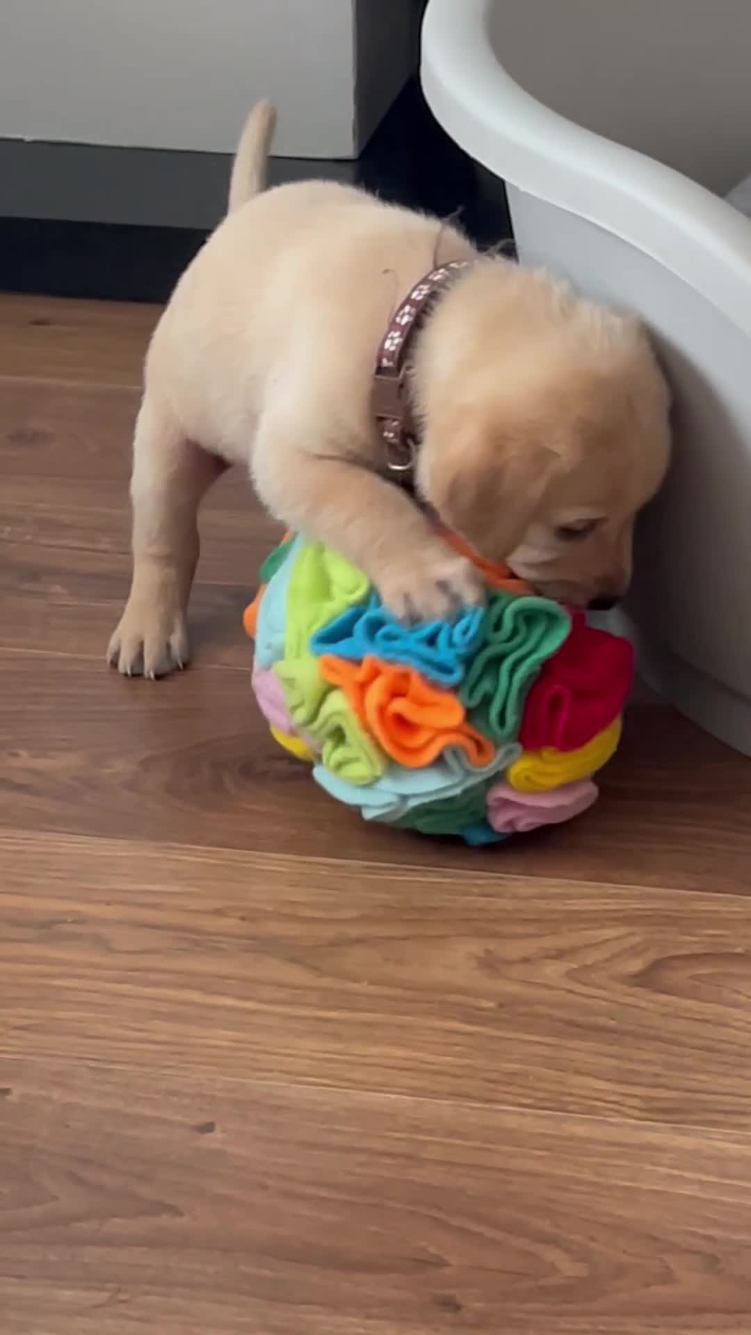 Labrador Retriever dogs for sale: 9 Beautiful Labrador Puppies For Sale  - Video 1