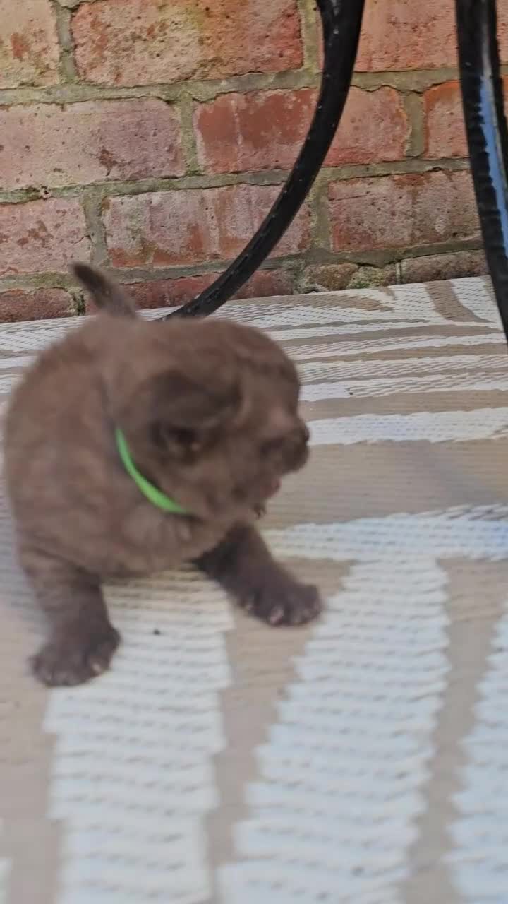 British Shorthair cats for sale: British Shorthair kittens - Video 2