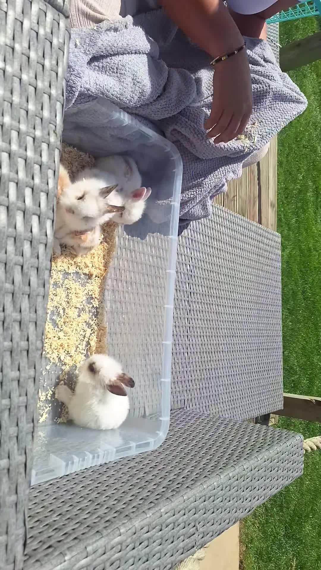 Lionhead rabbits for sale: Baby bunnies - Video 1