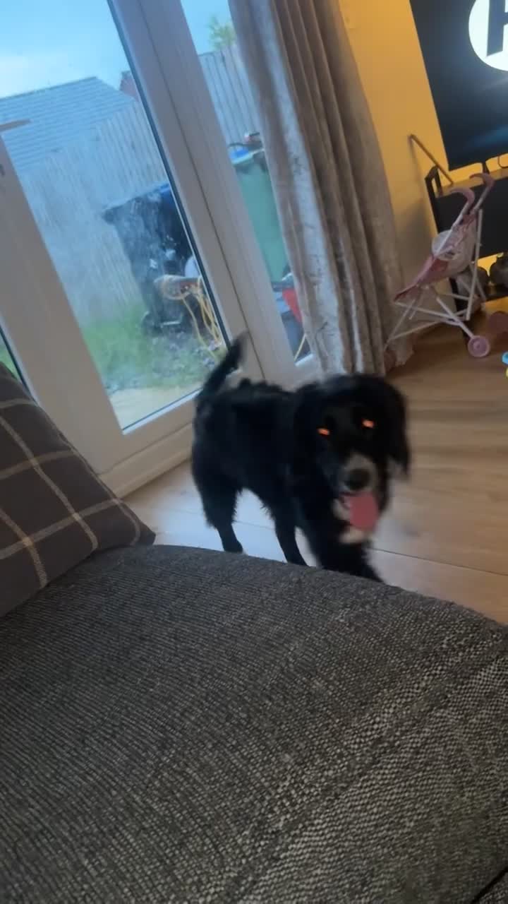 Sprocker dogs for sale: 7 month old sprocker in Manchester - Video 1