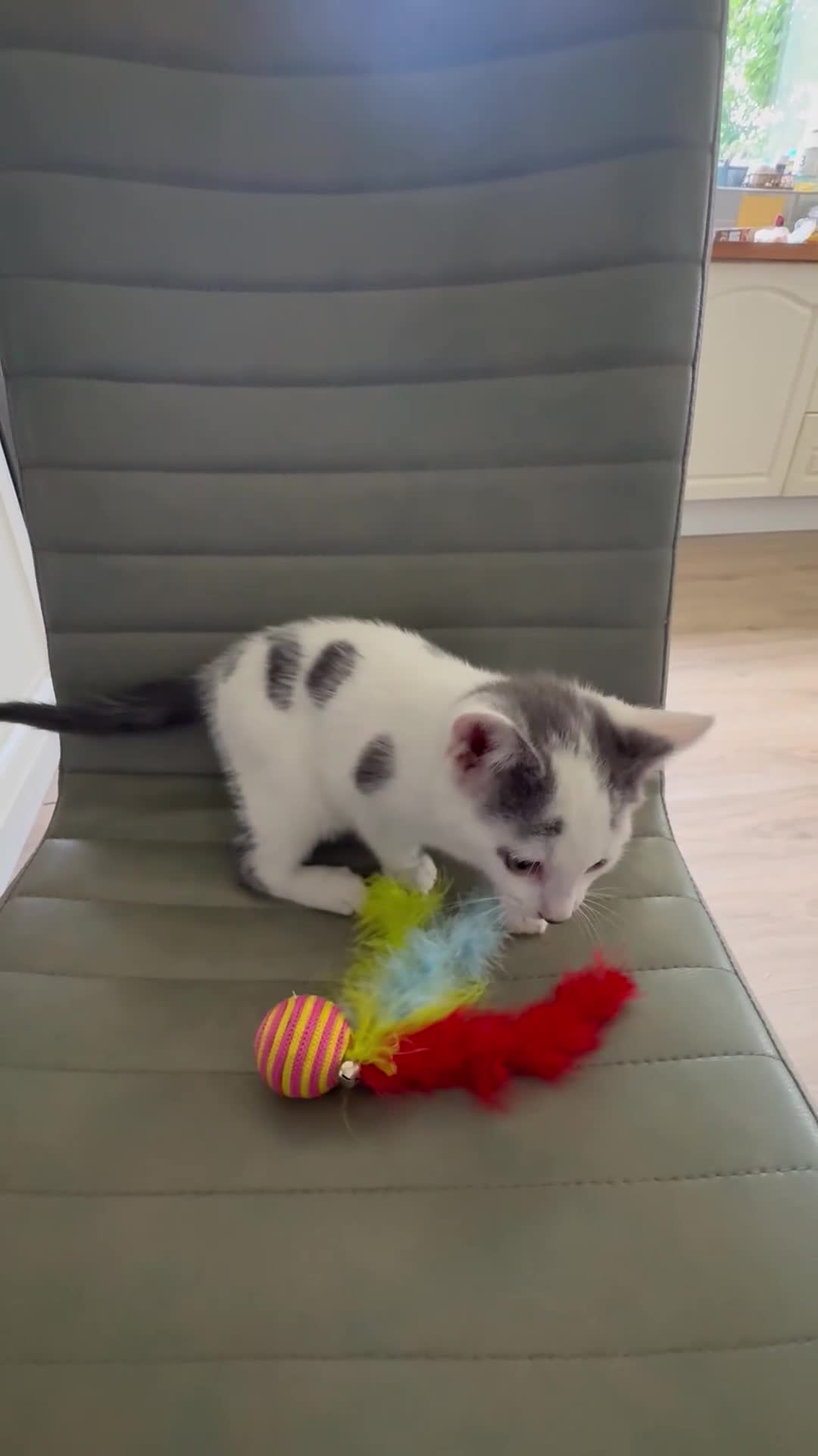 Mixed Breed cats for sale: Kittens Ready Now - Video 3