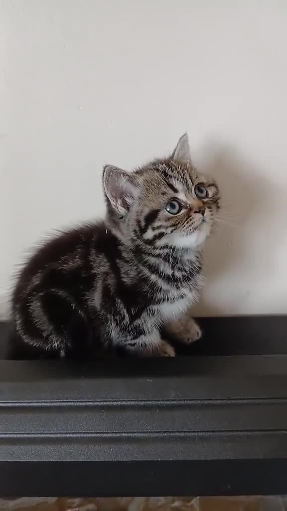 British Shorthair cats for sale: BSH. Silver/Brown Tabby kitten. - Video 2