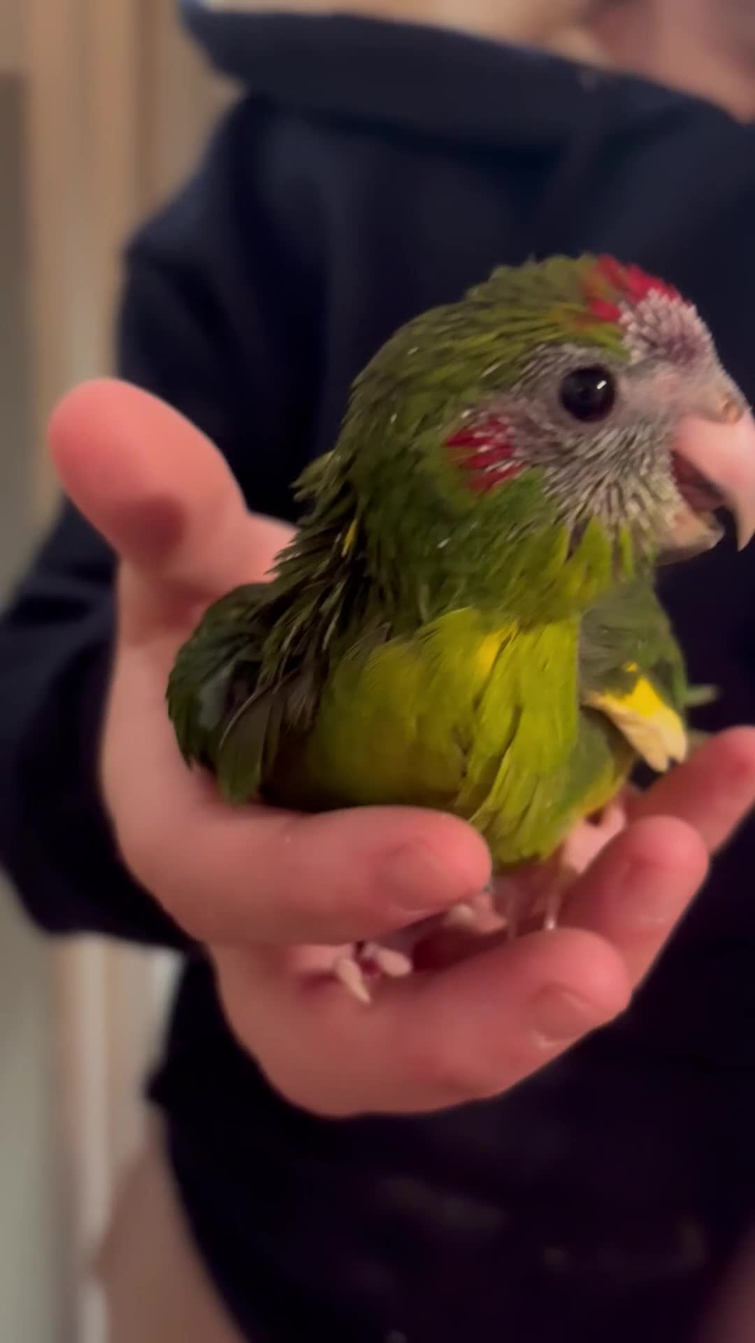 Parakeets birds for sale: Hand reared kakariki  - Video 4