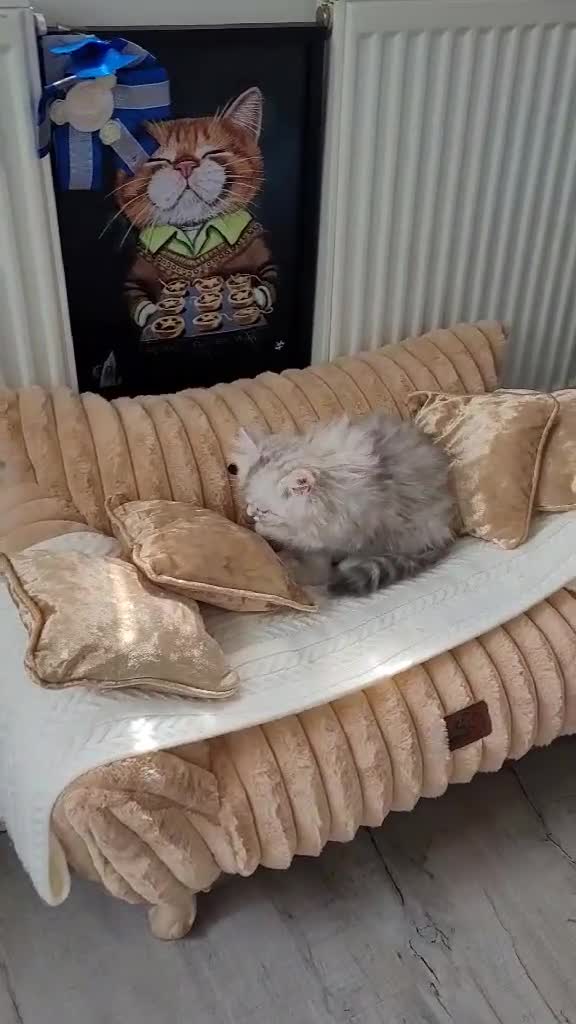 British Longhair cats for sale: British Shorthair.Pure white girl only left - Video 1