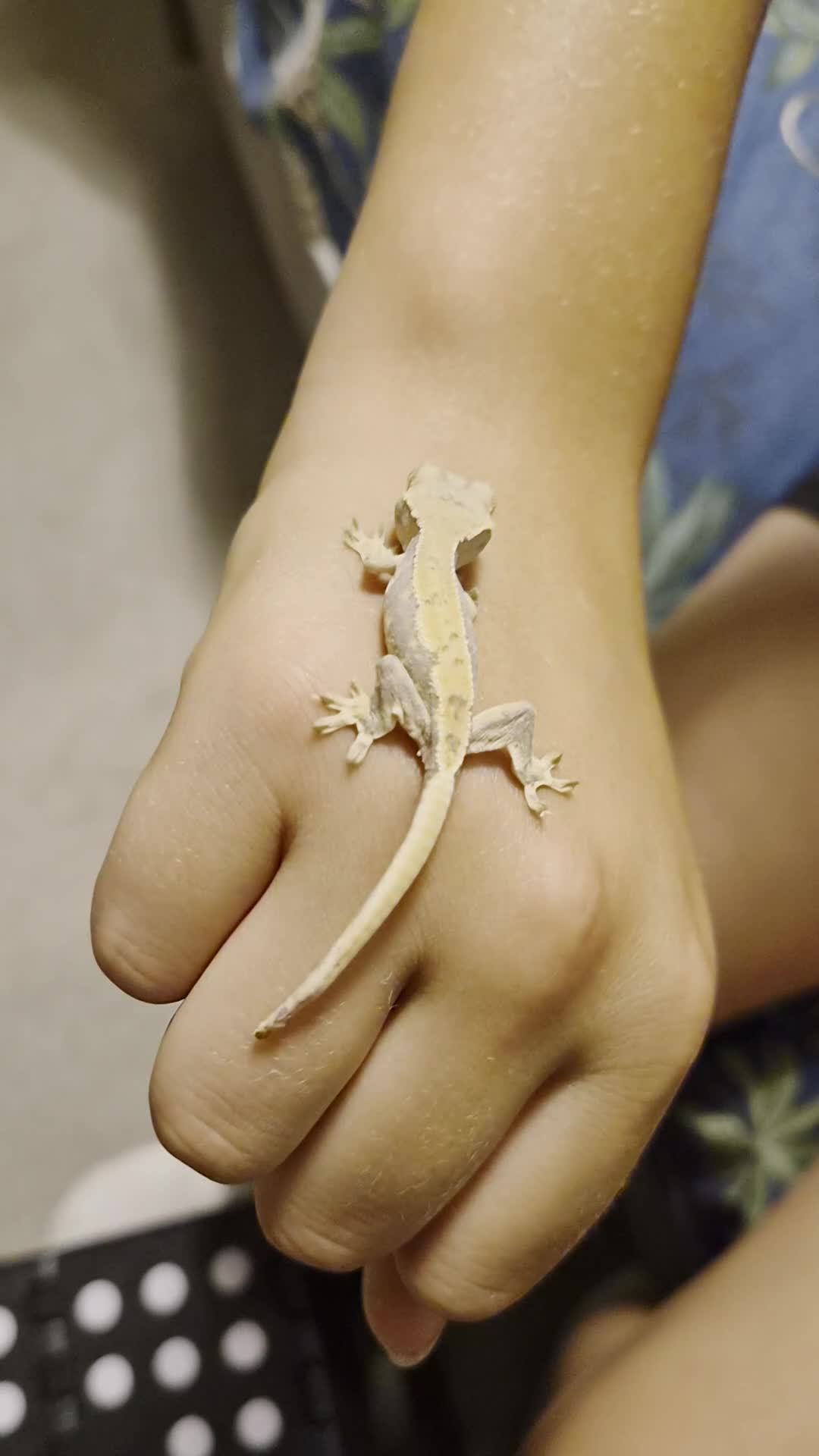 Gecko reptiles for sale: Crested Geckos  - Video 1