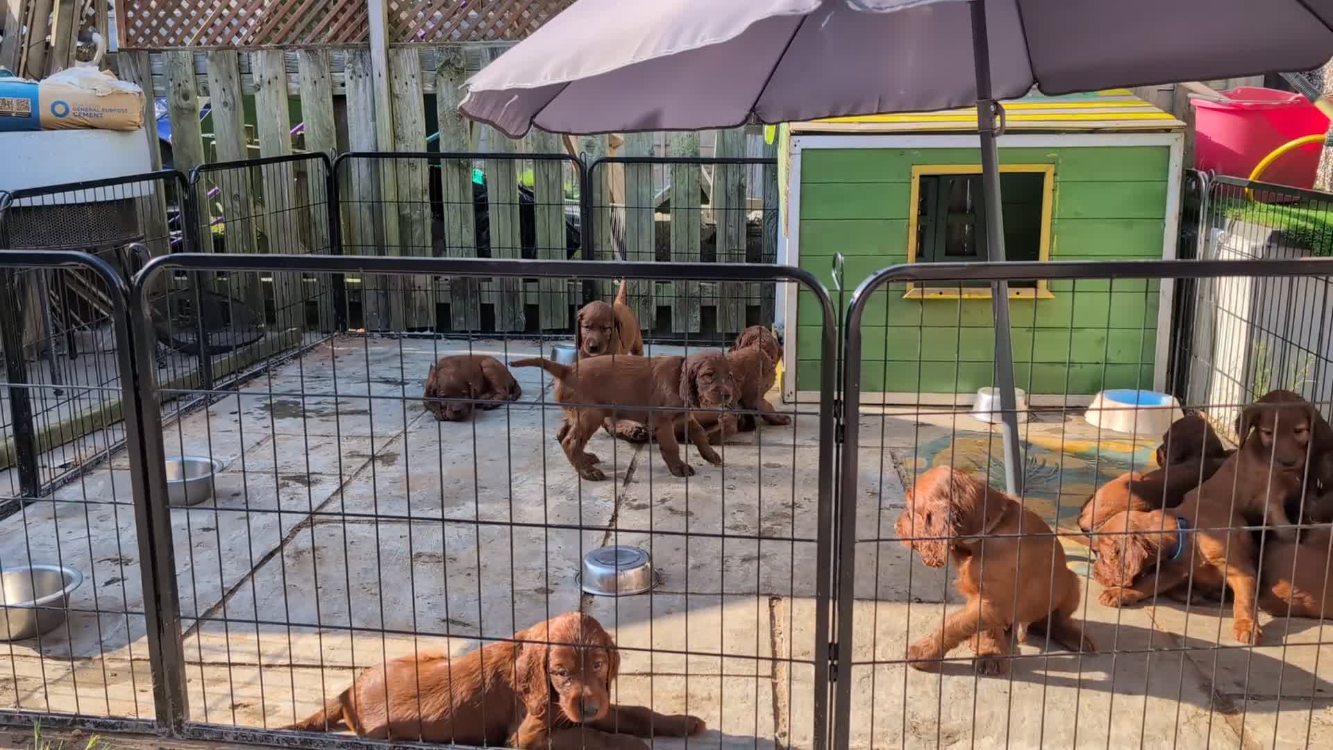 Irish Setter dogs for sale: Irish setter Puppies - Video 1