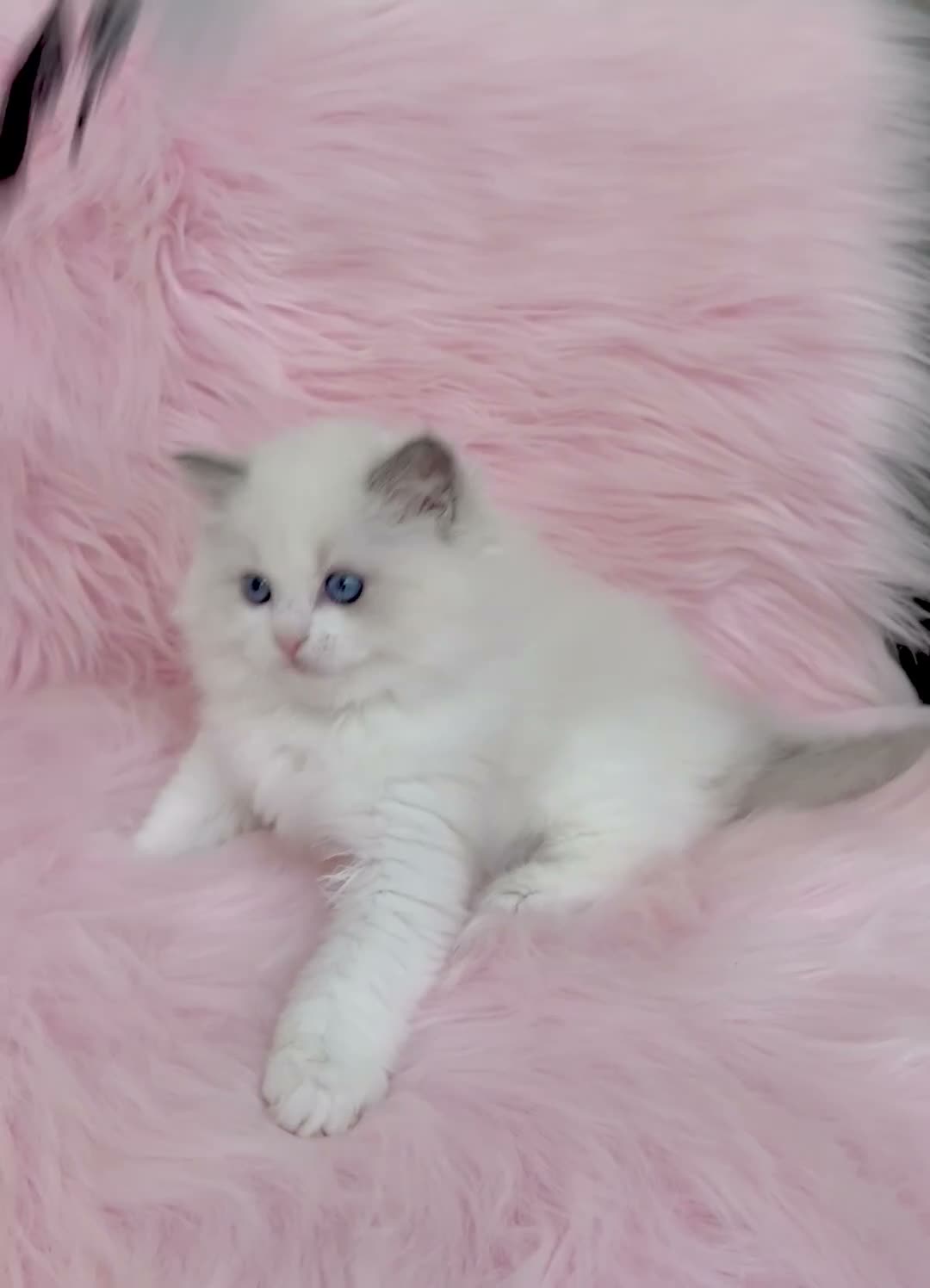 Ragdoll cats for sale: Beautiful with amazing eyes girl - Video 2