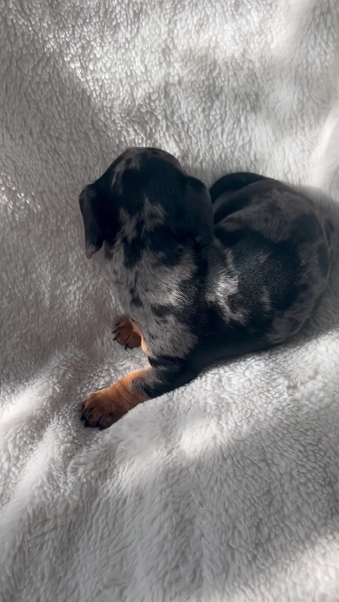 Miniature Dachshund dogs for sale: Bubbles and Oreo  - Video 3