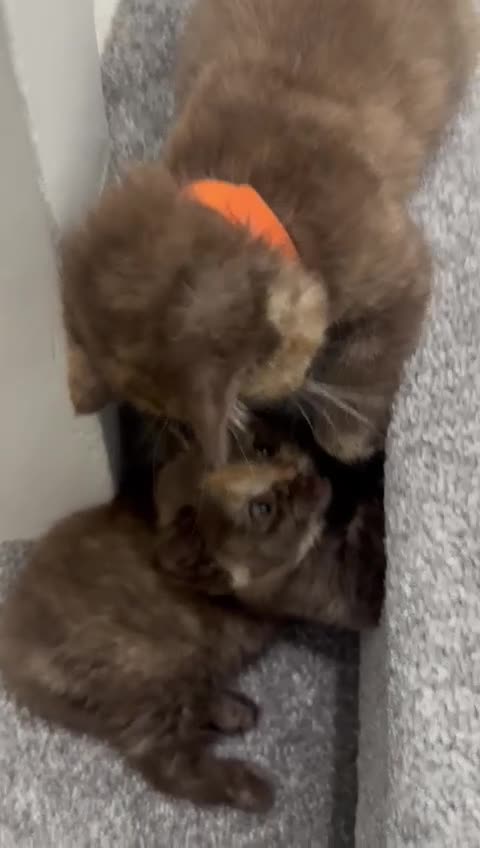 British Shorthair cats for sale: 😻LAST GORGEOUS TORTIE READY FOR NEW HOME😻🎀 - Video 2