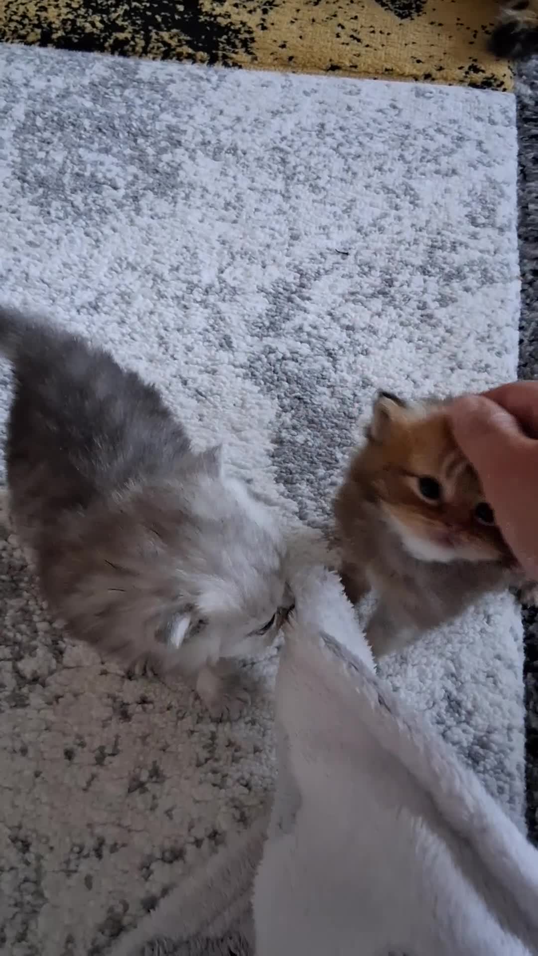 Persian cats for sale: 2  perfect pur persian chinchilla boys - Video 4