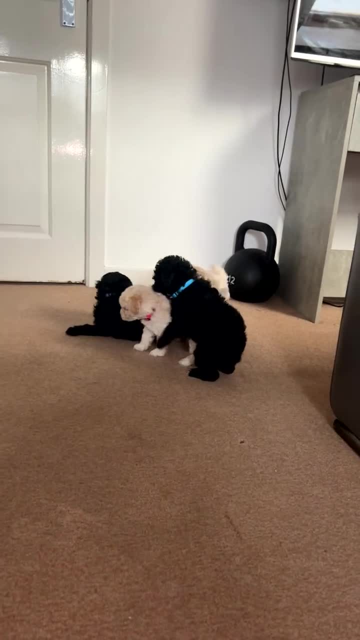 Cavapoochon dogs for sale: 🌟 Ready to leave 23rd Dec F1b cavapoochon puppies - Video 2