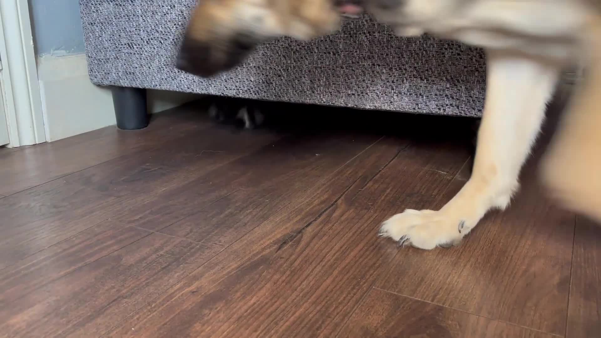 Mixed Breed cats for sale: 🤍3 adorable kittens🤍 - Video 1