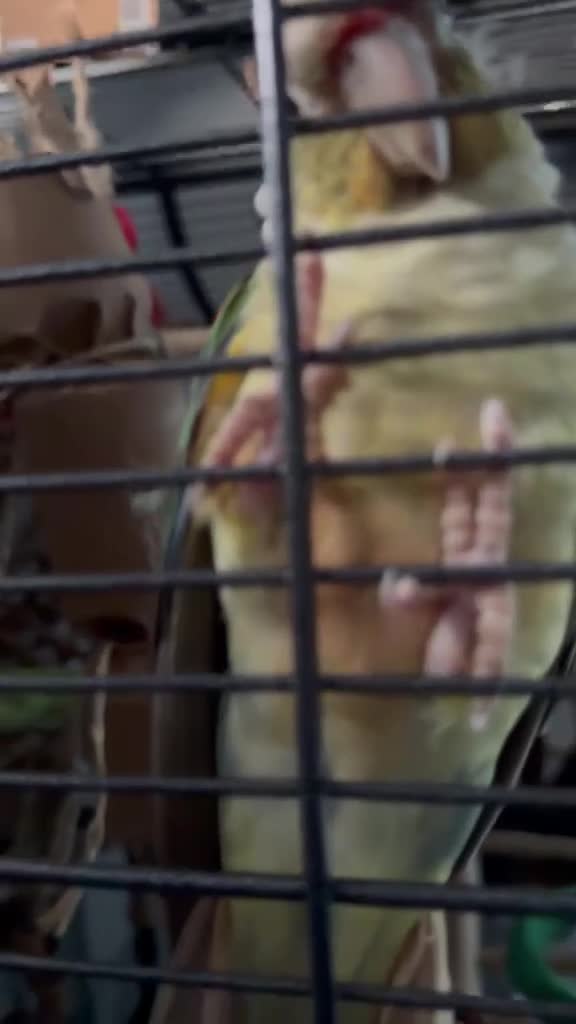 Conures birds for sale: Two Female Conures Including Large Cage - Video 4