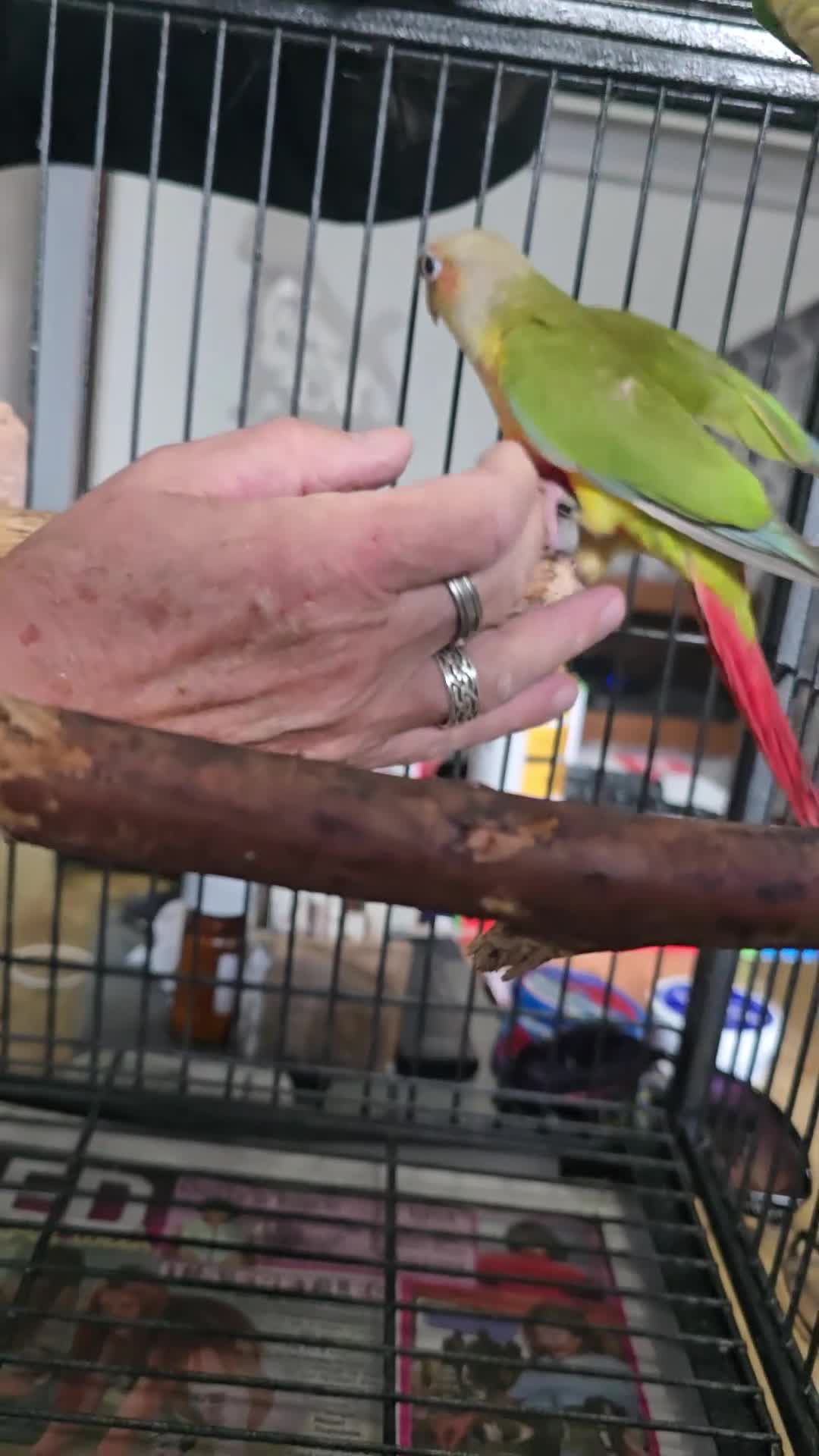 Conures birds for sale: pineapple Conures - Video 1