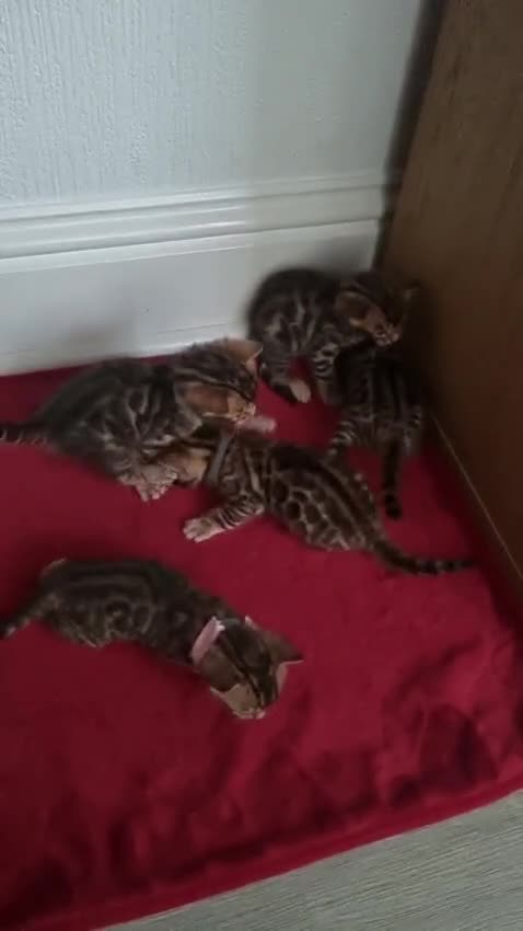 Bengal cats for sale: Bengal Kitten in Weston-super-Mare - Video 2