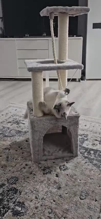 Ragdoll cats for sale: Beautiful ragdoll - Video 1