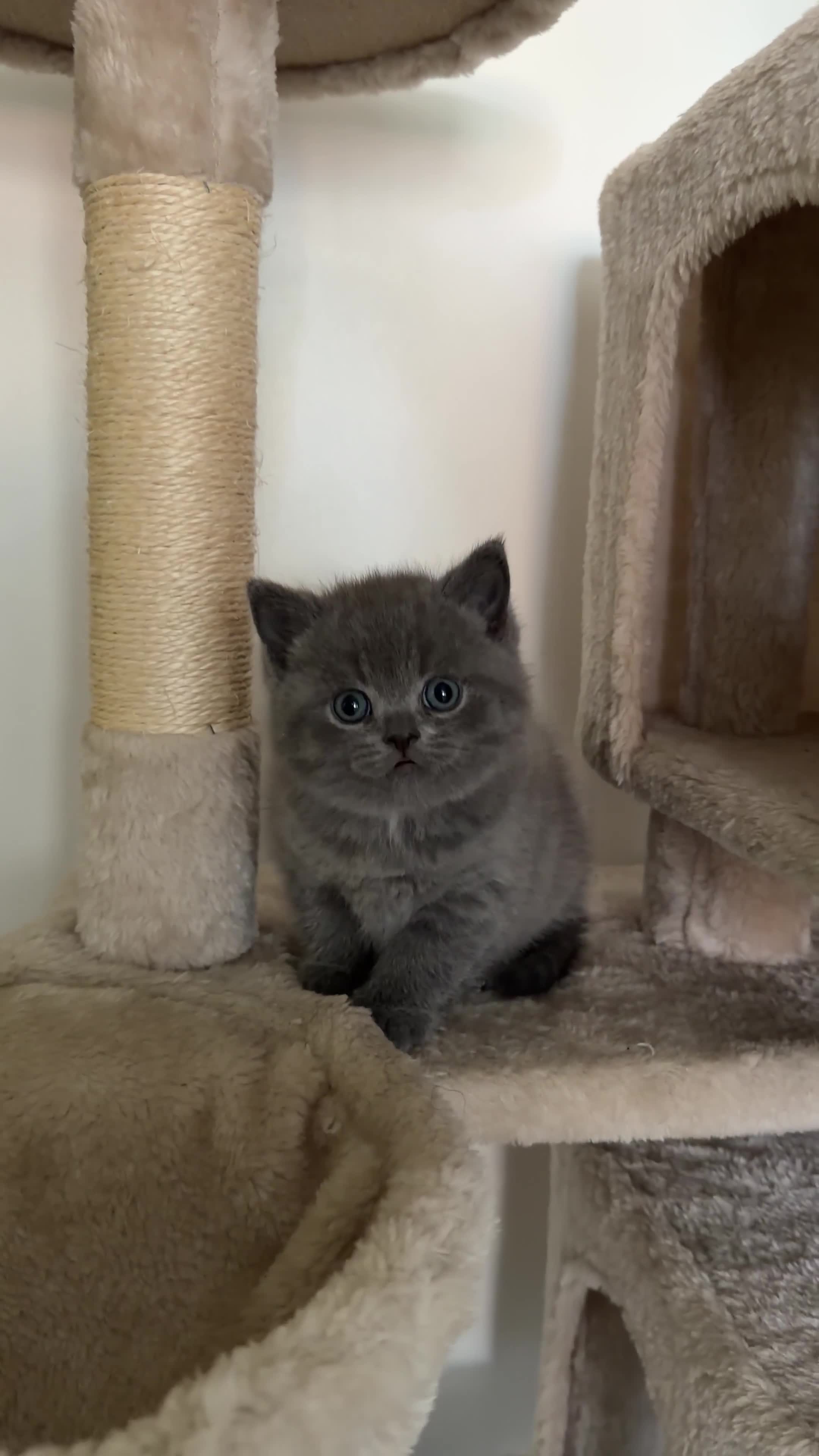 British Shorthair cats for sale: Scottish Shorthair and British Shorthair  - Video 2