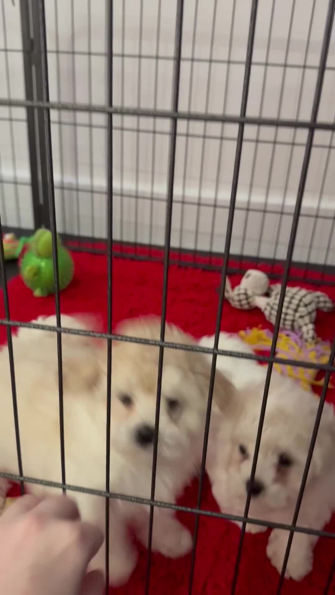 Maltipoo dogs for sale: Maltipoo puppies 🩷 - Video 3