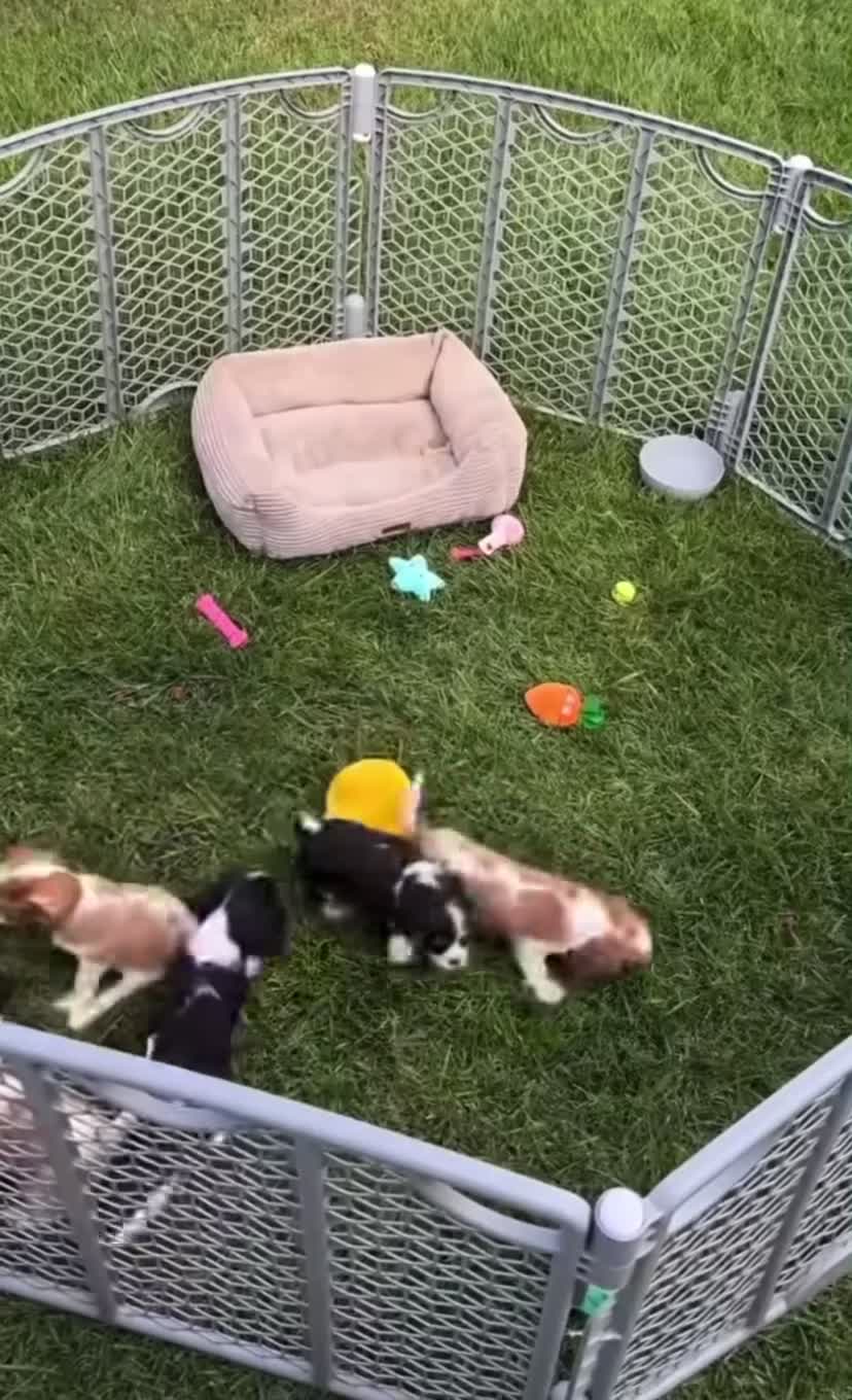 Cavalier King Charles Spaniel dogs for sale: %100 Pure Breed Cavalier King Charles Pups  in Folkestone - Video 1