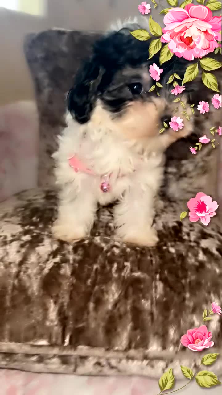 Maltipoo dogs for sale: Toy Maltipoos puppy girl available to collect now  - Video 1