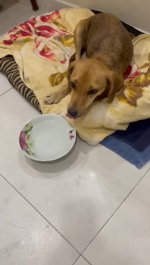 Mixed Breed dogs for sale: Adopt Adorable Rescue puppies Miki & Alice!  - Video 1