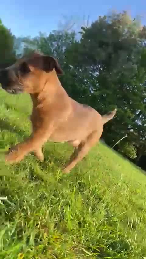 Mixed Breed dogs for sale: Lakeland x girl looking for new home - Video 1