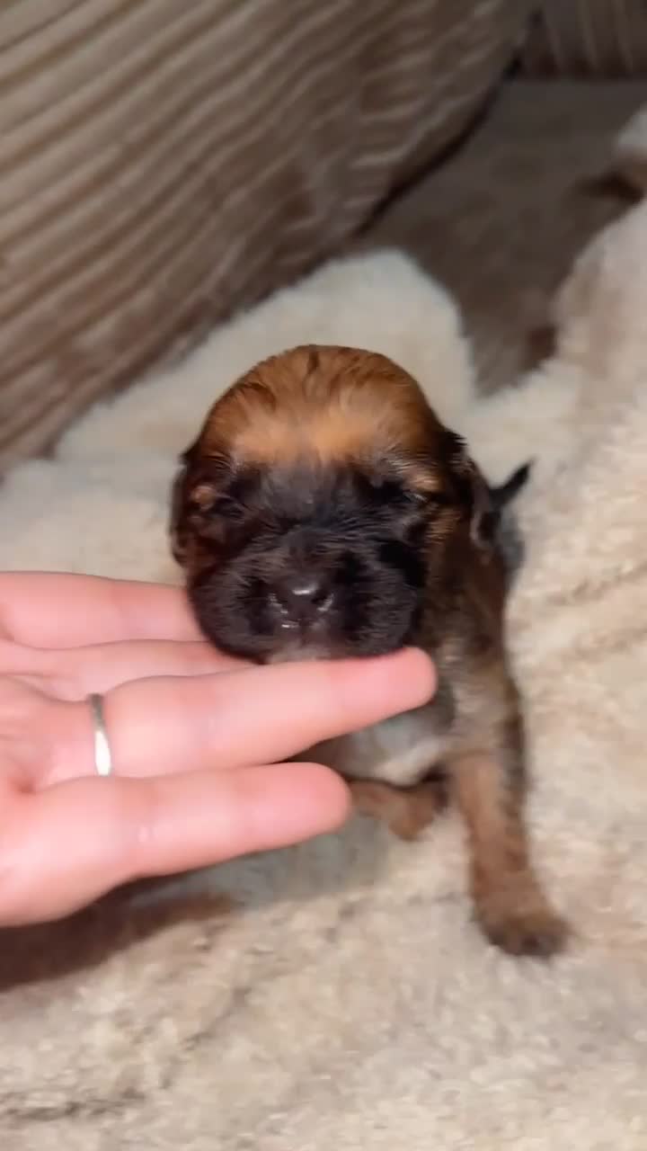 Mixed Breed dogs for sale: 🐾 3 Beautiful Show Cocker Spaniel Mix Puppies 🐾 - Video 1