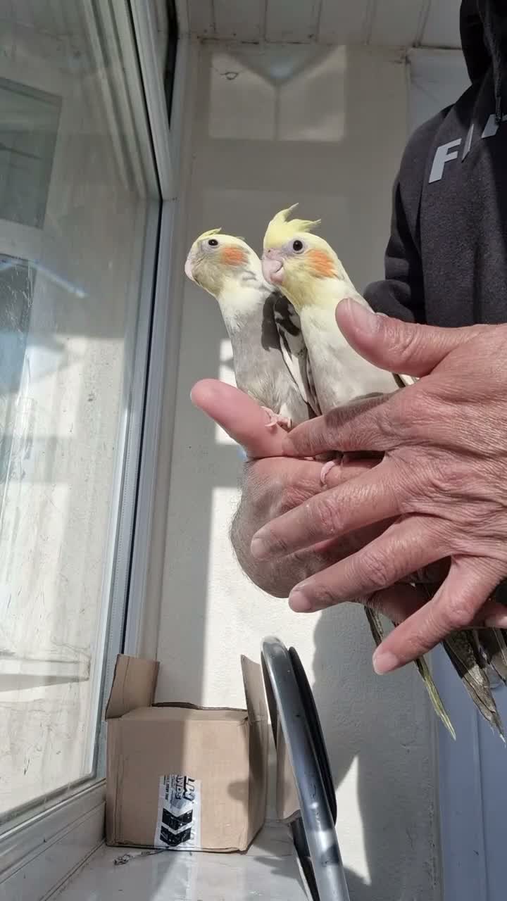 Cockatiels birds for sale: super silly hand tamed baby cockatiel - Video 1