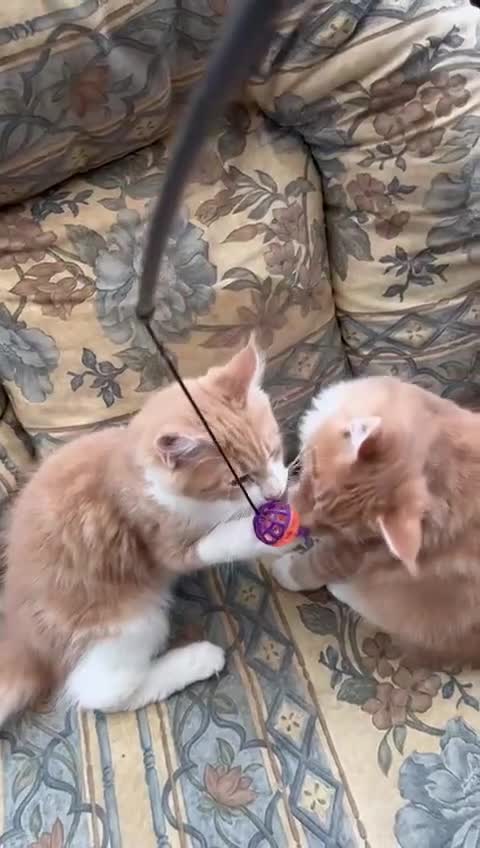 Maine Coon cats for sale: Male TICA Pedigree Maine Coon Kitten - Video 1