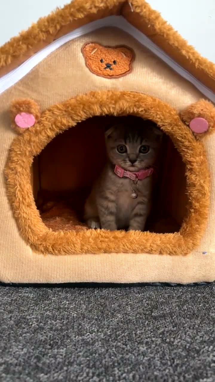 Scottish Fold cats for sale: Grey Beautiful scottish Fold Kitten  in London - Video 1