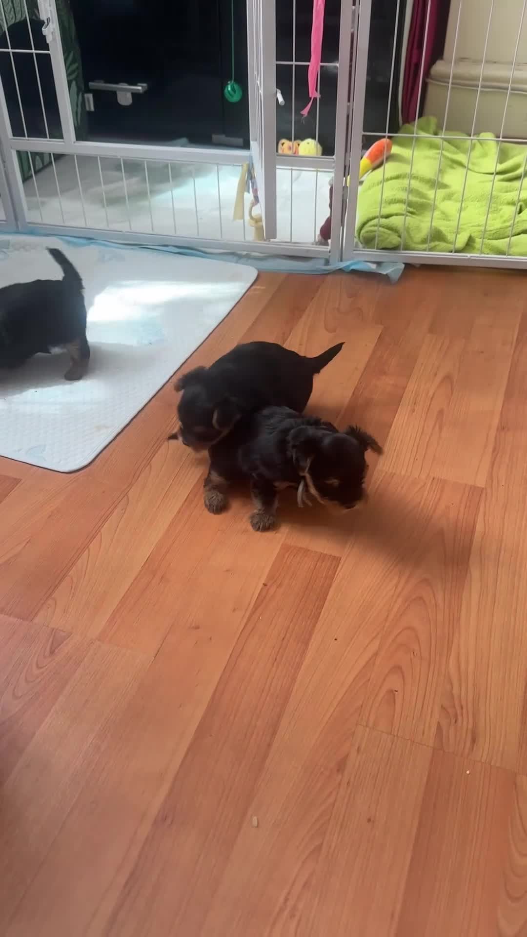 Yorkshire Terrier dogs for sale: 🐾✨  KC Registered Yorkshire Terrier Puppies ✨🐾   - Video 1