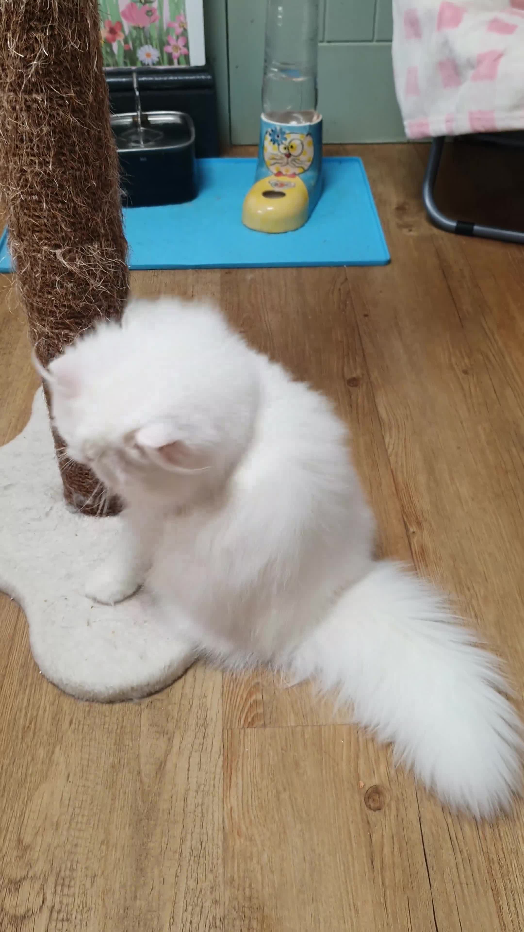 Persian cats for sale: 🎀 One girl left GCCF Persian Kitten 🎀 - Video 1