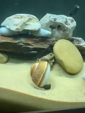 Cichlids fish for sale: Duboisi Tropheus Cichlids - from Lake Tanganyika  - Video 2