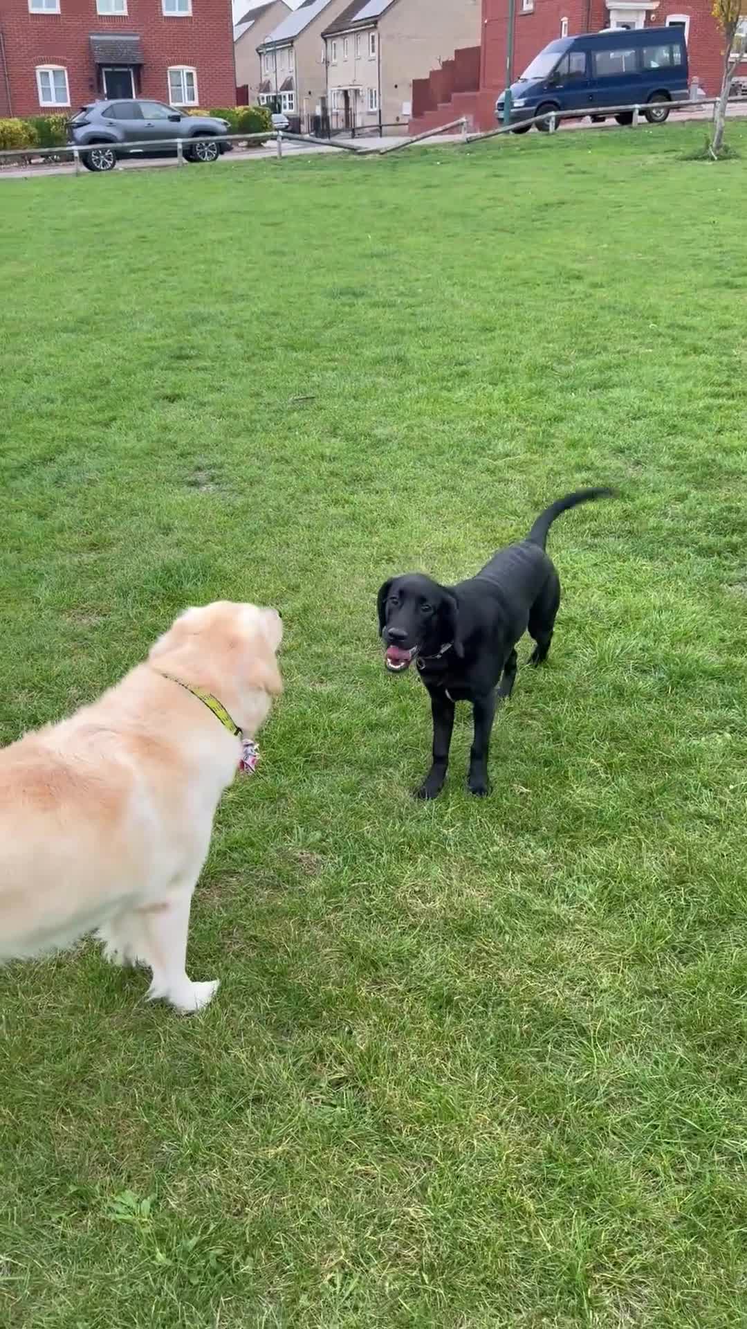 Labradoodle dogs for sale: Nero the Labradoodle  - Video 1