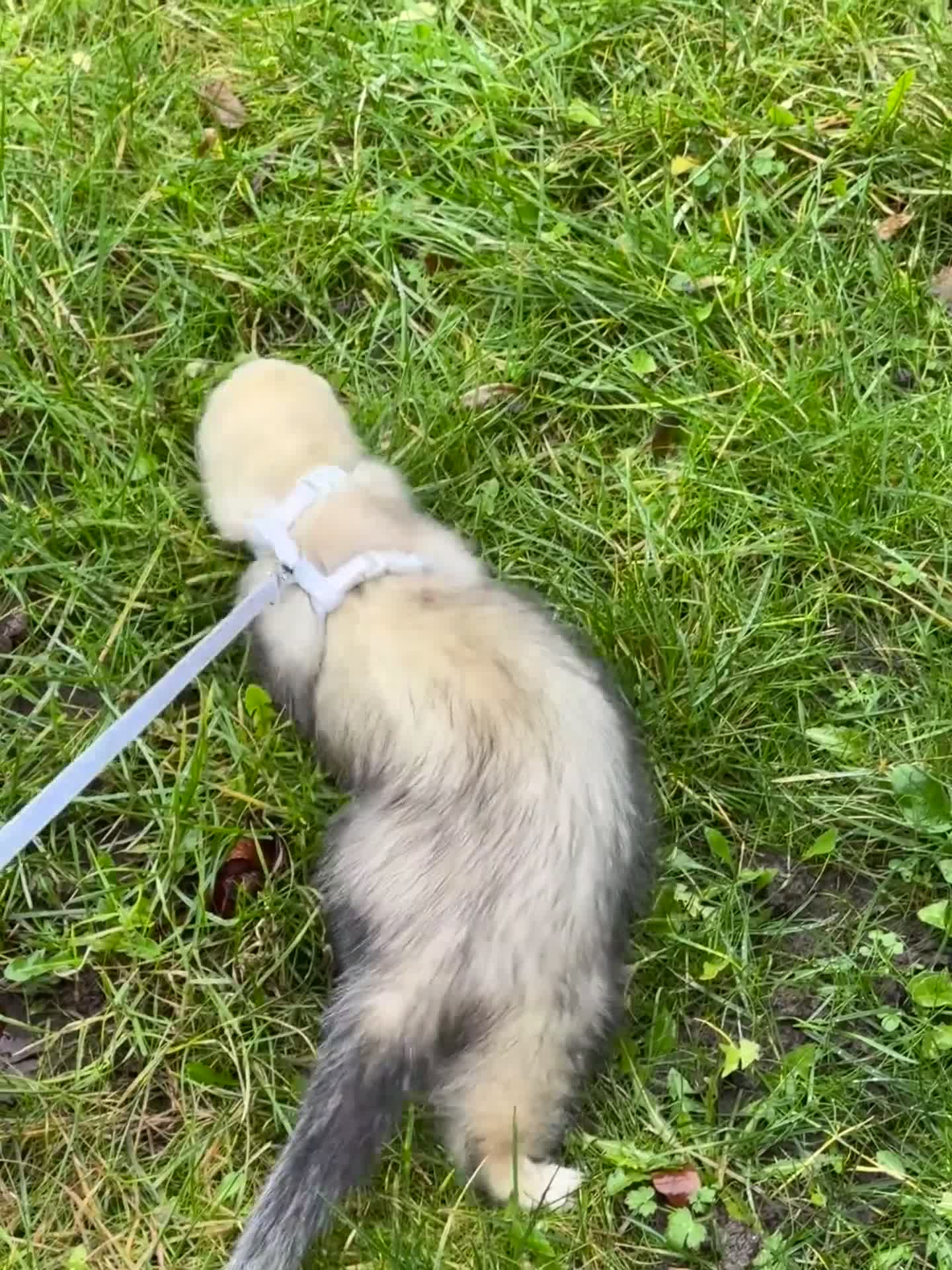 Ferret rodents for sale: Ferret Kits Due Soon - Video 3