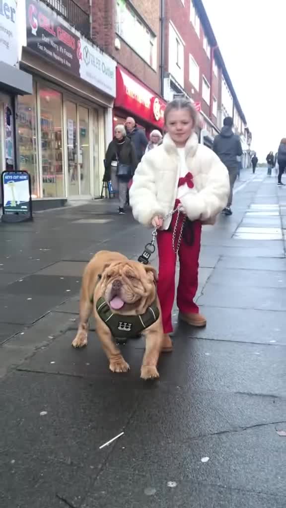 English Bulldog dogs for stud: Fluffy carrier British bulldog stud  - Video 1