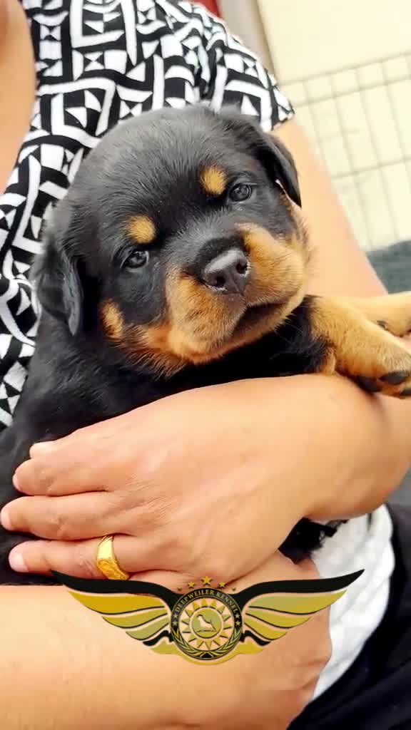 Rottweiler dogs for sale: BEAUTIFUL ROTTWEILER PUPPIES FULL KC SHOW QUALITY  - Video 1