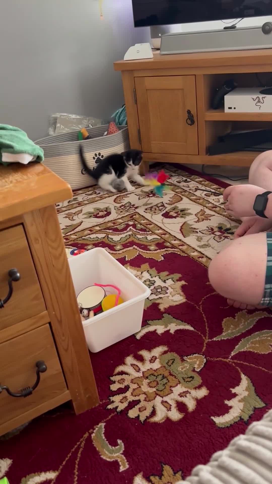 British Shorthair cats for sale: Jasper 11 weeks old  - Video 2